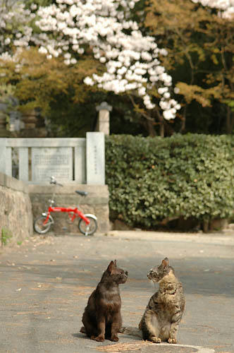 黒猫＆キジトラ＆桜