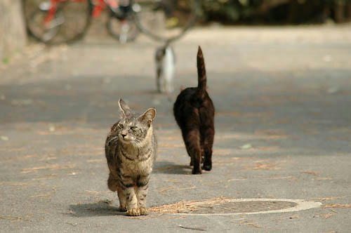 キジトラ＆黒猫