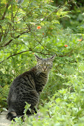 キジトラ