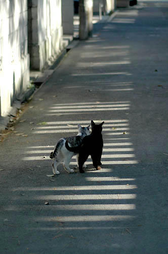 黒猫とサバトラ