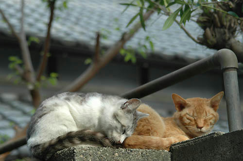 ボス茶トラとサバ白子猫