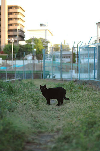 黒猫
