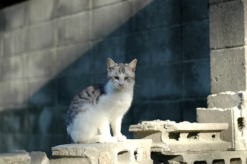 サバ白子猫