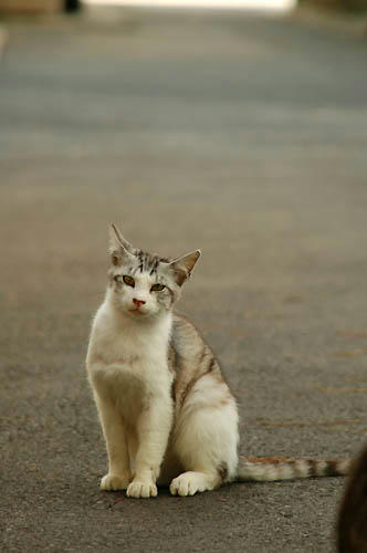 サバ白子猫