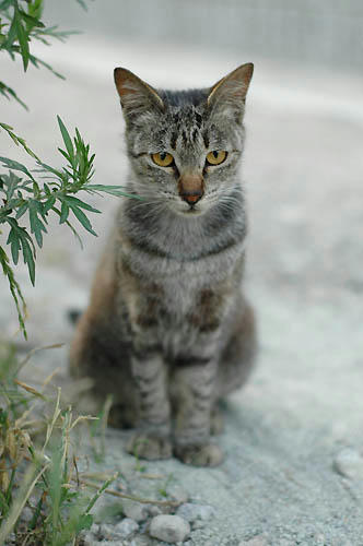 キジトラ
