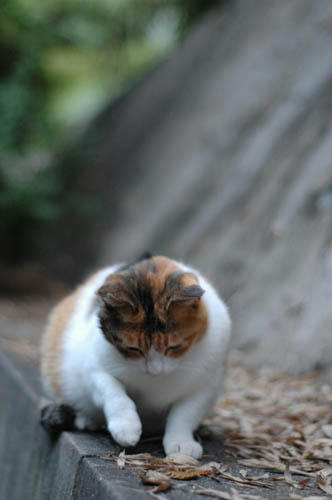 三毛猫