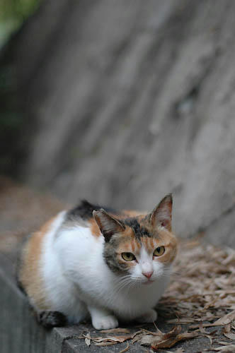 三毛猫