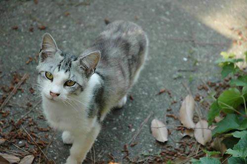 サバトラ子猫