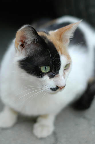 三毛猫