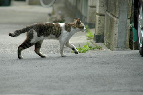 キジ白