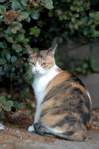 シマ三毛猫