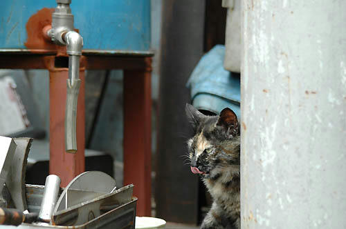 サビ猫
