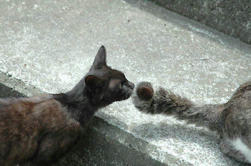 黒猫とキジ白の尻尾