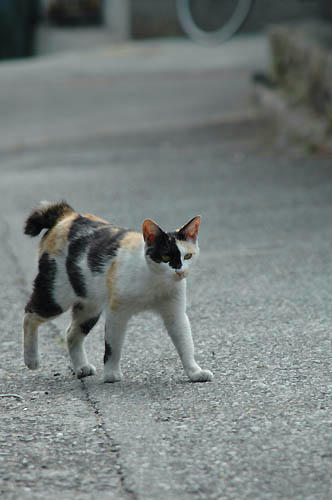 三毛猫