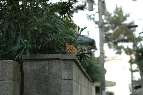 茶トラ子猫