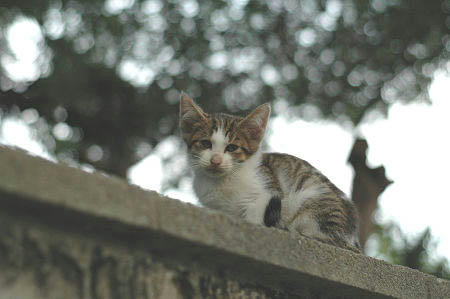 キジ白子猫　あくび