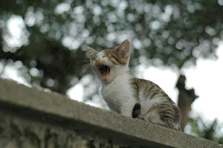 キジ白子猫　あくび