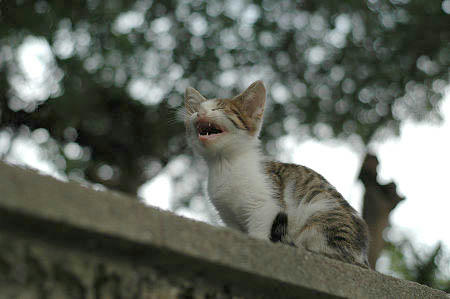 キジ白子猫　あくび
