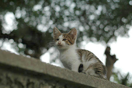 キジ白子猫　あくび