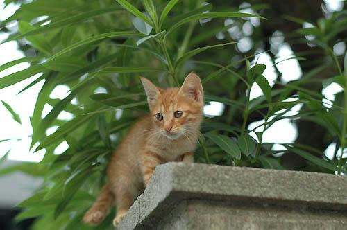 茶トラ子猫