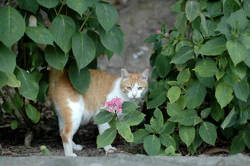茶白と紫陽花