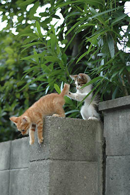 茶トラ・キジトラ子猫兄弟