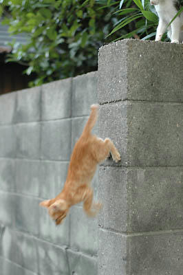 茶トラ・キジトラ子猫兄弟