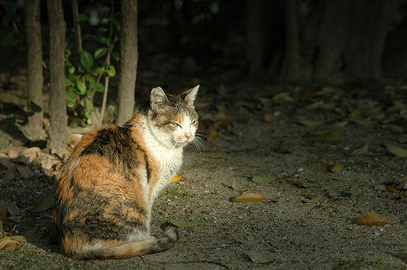 三毛猫
