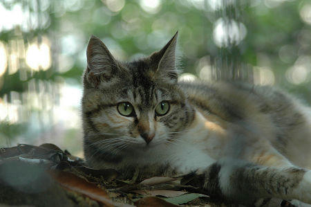 しま三毛猫
