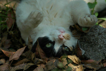 三毛猫