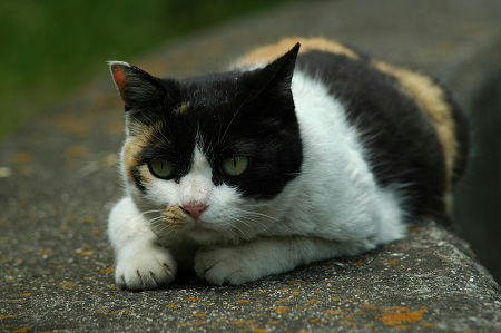 三毛猫