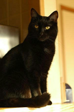 マチルダ　黒猫