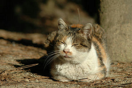 三毛猫