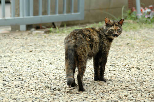 サビ猫