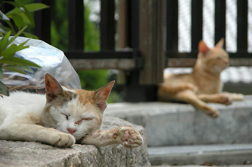 三毛猫　茶トラ