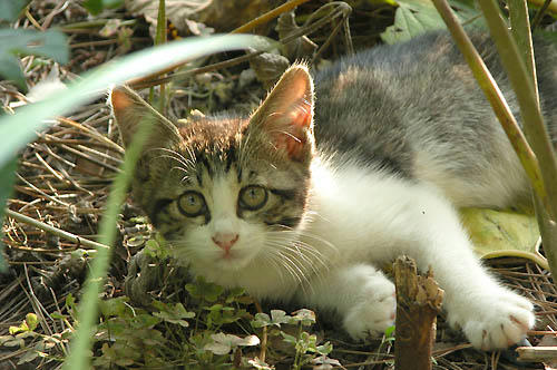白キジ子猫