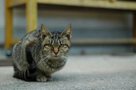 キジトラ