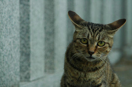 キジトラ