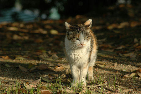 三毛猫
