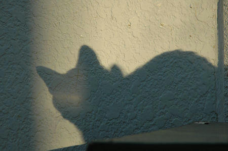猫の影