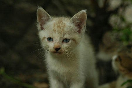 子猫