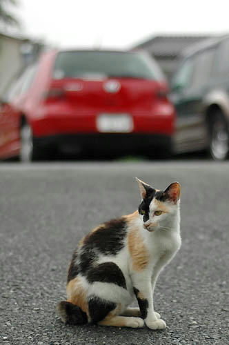三毛猫