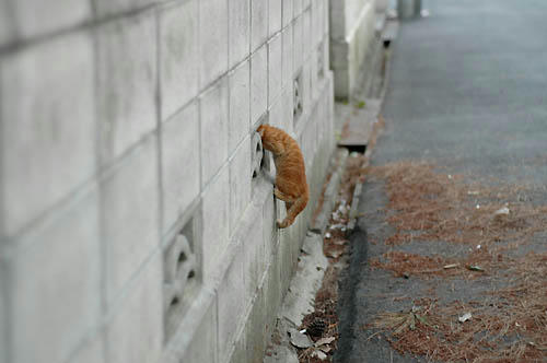 茶トラ子猫
