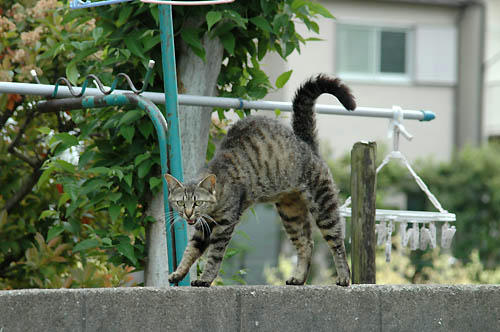 キジトラ