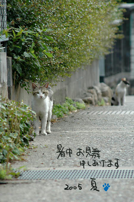キジ白と三毛猫