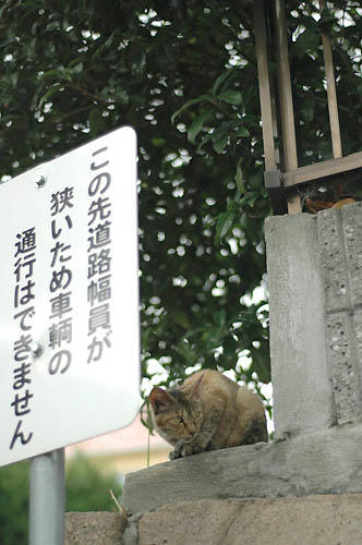 麦わら猫