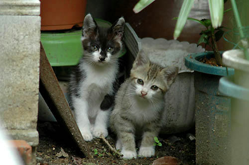 子猫達