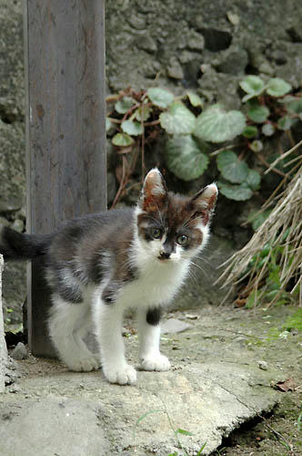 白黒猫