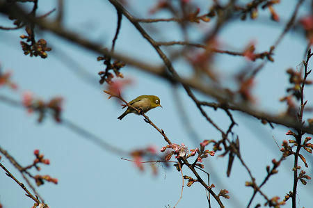 寒桜とメジロ