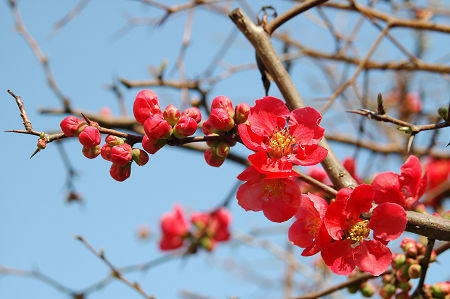 木瓜の花